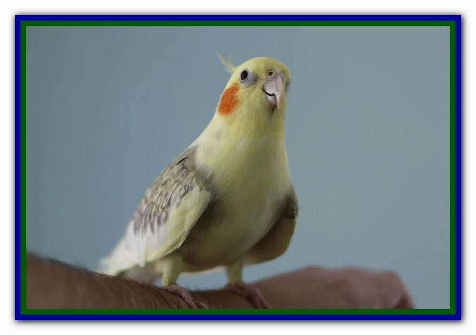 نکات مراقبت از مرغ عشق - دوستی با مرغ عشق تربیت مرغ عشق - بازی با مرغ عشق - دستی کردن مرغ عشق - بیماری های مرغ عشق - غذای مرغ عشق - دست‌آموز کردن مرغ عشق - نگهداری از مرغ عشق در خانه