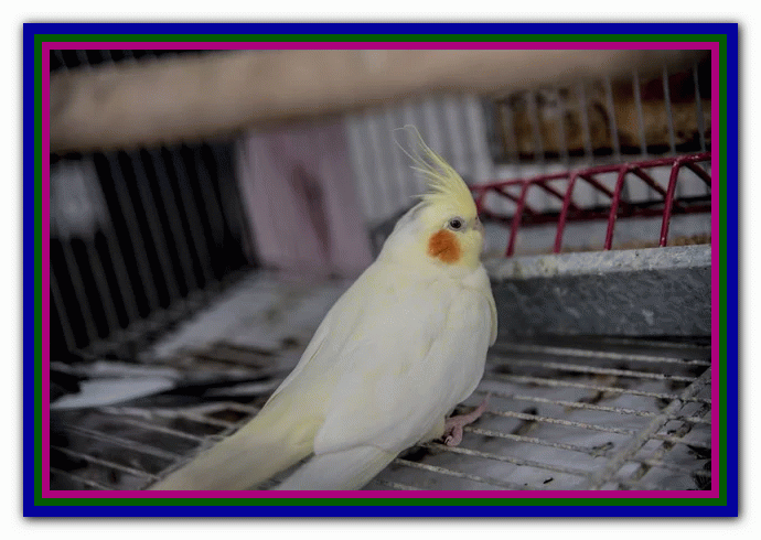 نگهداری و مراقبت از عروس هلندی