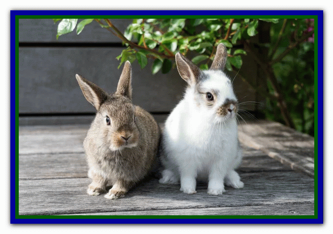 تربیت و نگهداری از خرگوش